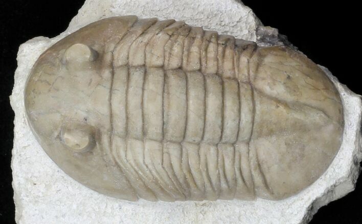 Asaphus bottnicus Trilobite - Uncommon Species #31306